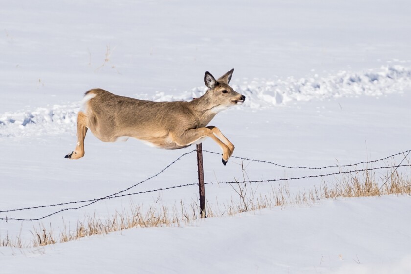 Port If you care about hunting, oppose legislation taking away the